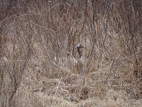 抱卵中のタンチョウ 抱卵中のタンチョウ