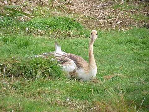 くつろぐタンチョウの幼鳥 くつろぐタンチョウの幼鳥